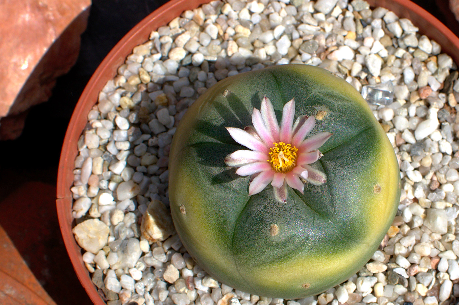 Lophophora fricii x koehresii, Hybride Lophophora williamsii