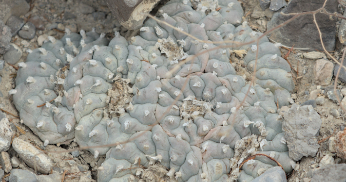 Forschungsreise Lophophora Alexander Neusius, Mexiko 2025, Hipolito