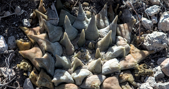 Neuer Ariocarpus Standort entdeckt Los Albercas - La Higuerra , Tamaulipas
