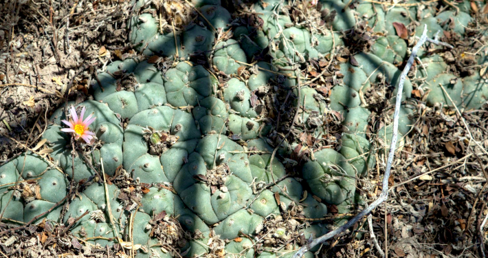 Große, flach wachsende Gruppe des Lophophora williamsii Kaktus mit einer einzelnen zartrosa Blüte am natürlichen Standort in Entronque Huizache, Mexiko. Die Pflanze ist gut im sandigen, erdigen Boden getarnt.