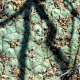 Große, flach wachsende Gruppe des Lophophora williamsii Kaktus mit einer einzelnen zartrosa Blüte am natürlichen Standort in Entronque Huizache, Mexiko. Die Pflanze ist gut im sandigen, erdigen Boden getarnt.