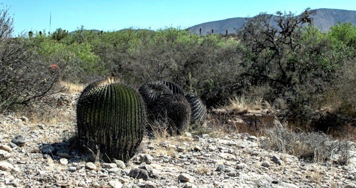 Steinige, trockene Landschaft von Tanque Colorado in San Luis Potosí, Mexiko. Der natürliche Lebensraum und Fundort von Ariocarpus-Kakteen während unserer botanischen Forschungsreise 2025.