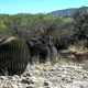 Steinige, trockene Landschaft von Tanque Colorado in San Luis Potosí, Mexiko. Der natürliche Lebensraum und Fundort von Ariocarpus-Kakteen während unserer botanischen Forschungsreise 2025.
