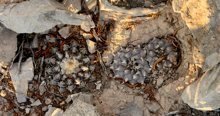 Draufsicht auf zwei perfekt getarnte Kakteen am Naturstandort Cuatro Ciénegas: ein Ariocarpus und ein Lophophora (Peyote) umgeben von Kalkstein und Lehm.